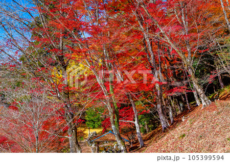 愛知　紅葉に染まる大井平公園 105399594