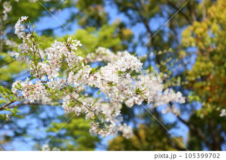 ソメイヨシノの花 満開 ソメイヨシノの花 満開 105399702