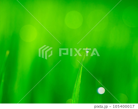朝露と稲の葉 105400017