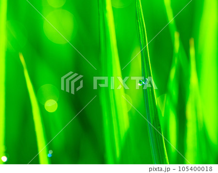 朝露と稲の葉 105400018