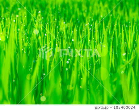 朝露と稲の葉 朝露と稲の葉 105400024