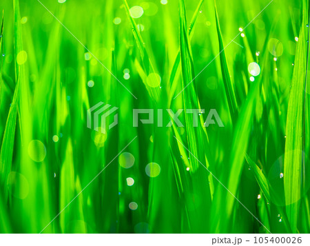 朝露と稲の葉 105400026