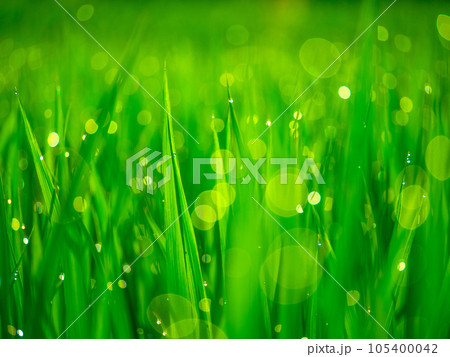 朝露と稲の葉 朝露と稲の葉 105400042