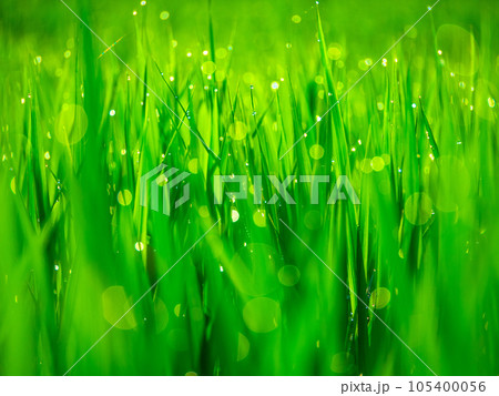 朝露と稲の葉 105400056
