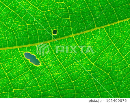 葉っぱの葉脈 105400076