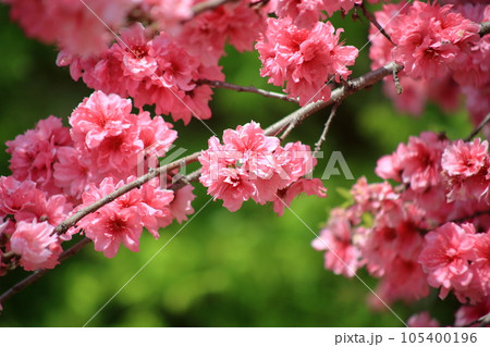 関山桜 関山桜 105400196