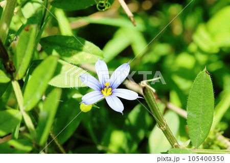 瑠璃色の花弁がとても綺麗！ルリニワゼキショウ（瑠璃庭石菖） 105400350