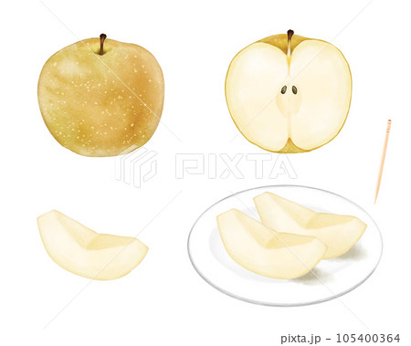 水彩で描いた丸ごと・半分・くし切りの梨のセット 105400364