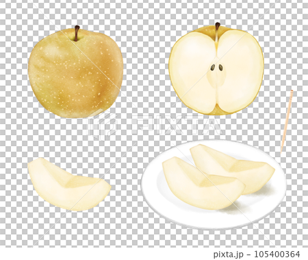 水彩で描いた丸ごと・半分・くし切りの梨のセット 105400364