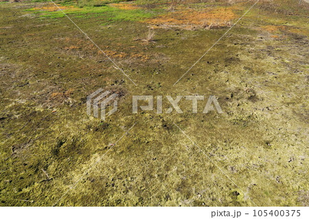 干上がった晩秋の湿地風景 105400375