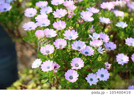 サイネリアの花 105400419