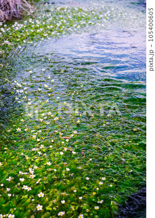 梅花藻咲く小川(縦) 梅花藻咲く小川(縦) 105400605