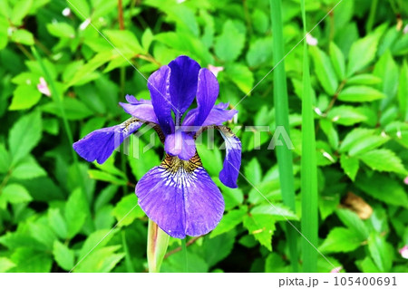 小ぶりで可愛いアヤメ（菖蒲） コアヤメ（小菖蒲） 105400691