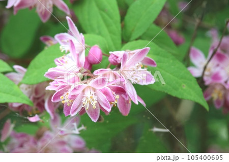 初夏に咲くベニバナバイカウツギ（紅花梅花空木） 105400695