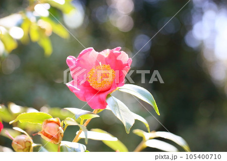 ツバキの花　熊谷 105400710