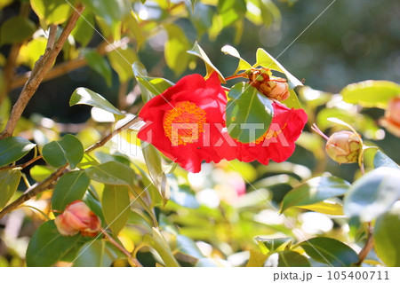 ツバキの花　熊谷 105400711