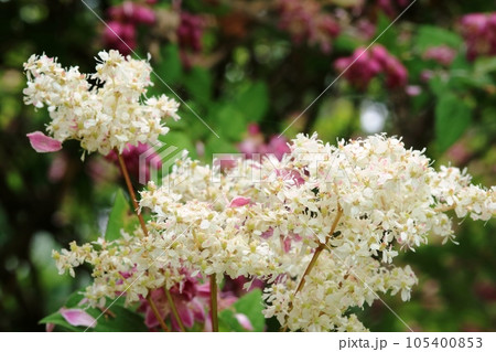 キョウガノコ（京鹿子）に似たセイヨウナツユキソウ（西洋夏雪草） 105400853