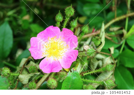 今年も咲き始めたピンク色のツクシイバラ（筑紫茨） 105401452