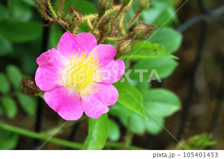 今年も咲き始めたピンク色のツクシイバラ（筑紫茨） 105401453