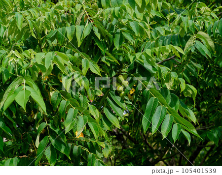 クルミ科オニグルミの若い果実 105401539