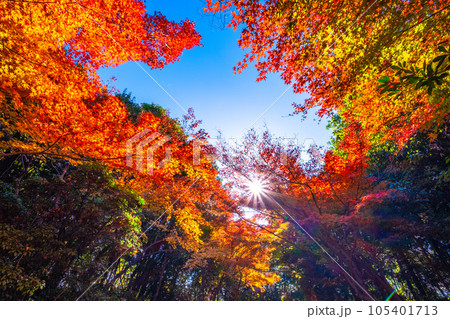 鮮やかなモミジの紅葉と光芒 105401713
