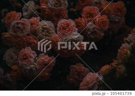 大阪　雨の日の中之島バラ園　 105401739