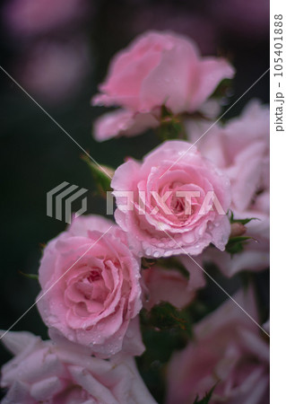 大阪　雨の日の中之島バラ園　 105401888