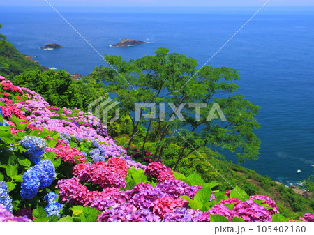 あじさい園と太平洋(桃源郷岬・宮崎県門川町) あじさい園と太平洋(桃源郷岬・宮崎県門川町) 105402180