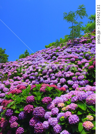 あじさい園(桃源郷岬・宮崎県門川町・縦構図) あじさい園(桃源郷岬・宮崎県門川町・縦構図) 105402181