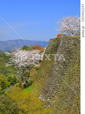 春の岡城址（竹田市・縦構図） 105402247