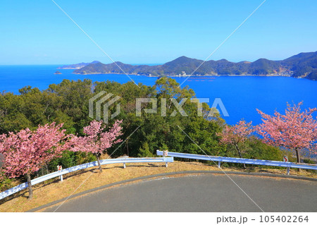 河津桜咲く四浦半島(津久見市) 河津桜咲く四浦半島(津久見市) 105402264