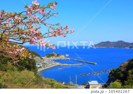 河津桜咲く四浦半島の港(津久見市) 河津桜咲く四浦半島の港(津久見市) 105402267