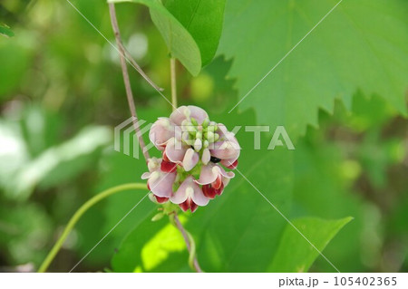 山葡萄の花 105402365