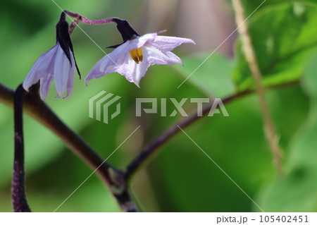 薄い紫色の花びらのひもなすの花をアップで撮影した風景 薄い紫色の花びらのひもなすの花をアップで撮影した風景 105402451