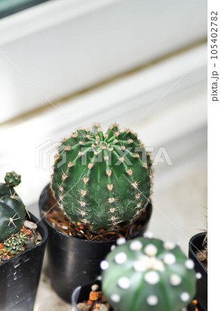 Gymnocalycium ,Gymnocalycium mihanovichii or cactus 105402782