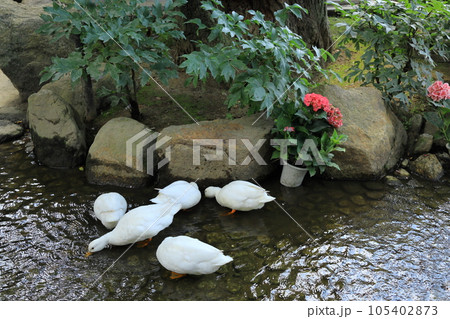 雨引観音 105402873