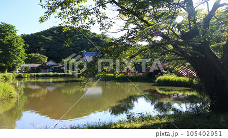 池のある公園（稱名寺・称名寺）の夏 105402951