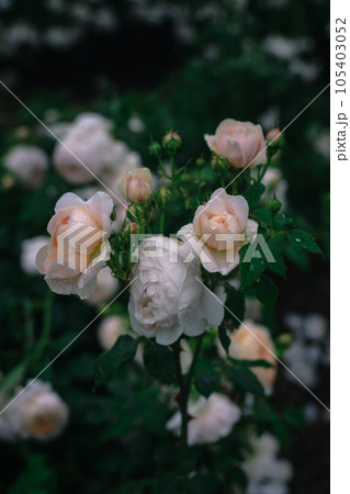 大阪　雨の日の中之島バラ園　 105403052