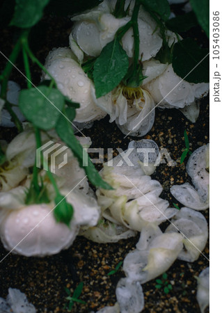 大阪　雨の日の中之島バラ園　 105403086