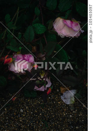 大阪　雨の日の中之島バラ園　 105403097