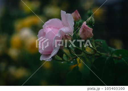 大阪 雨の日の中之島バラ園  大阪 雨の日の中之島バラ園  105403100