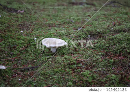 緑の苔と白いキノコの生えている地面の風景 緑の苔と白いキノコの生えている地面の風景 105403128