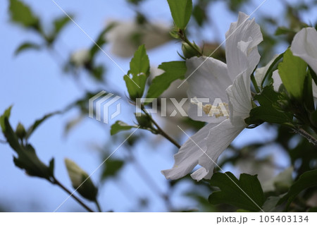 青空と緑の葉の枝をぼかして白い花びらのブッソウゲの花をアップで撮影した風景 105403134