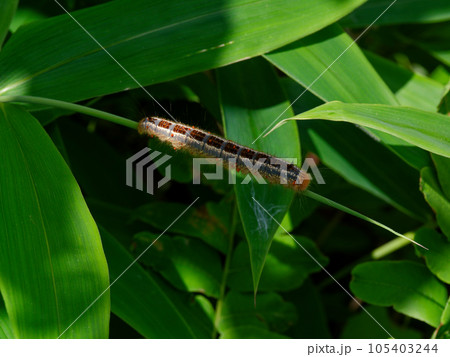 ササの葉に止まるカレハガ科タケカレハ終齢幼虫 ササの葉に止まるカレハガ科タケカレハ終齢幼虫 105403244