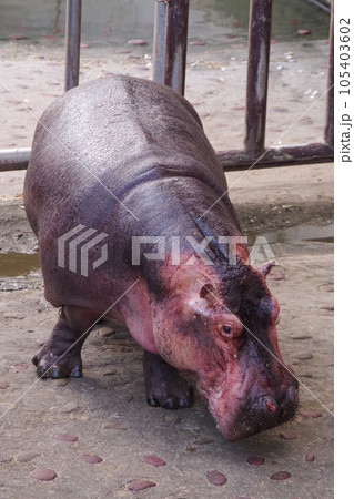 台湾の幸せなカバ 105403602