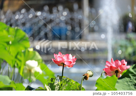 府中市郷土の森公園修景池　蓮の花 105403756