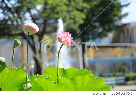 府中市郷土の森公園修景池　蓮の花 105403759