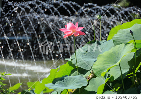 府中市郷土の森公園修景池 蓮の花 府中市郷土の森公園修景池 蓮の花 105403765