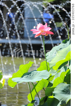 府中市郷土の森公園修景池 蓮の花 府中市郷土の森公園修景池 蓮の花 105403768