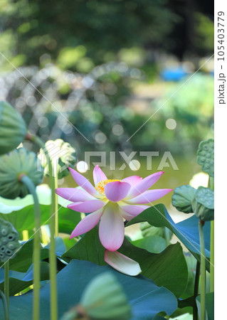 府中市郷土の森公園修景池 蓮の花 府中市郷土の森公園修景池 蓮の花 105403779